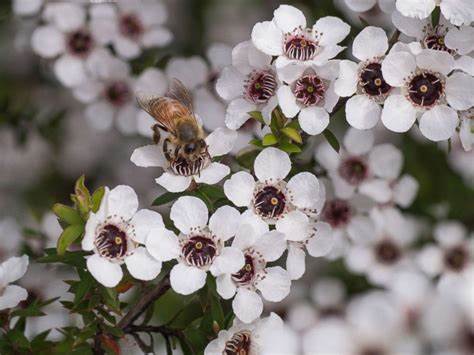 Manuka Honey