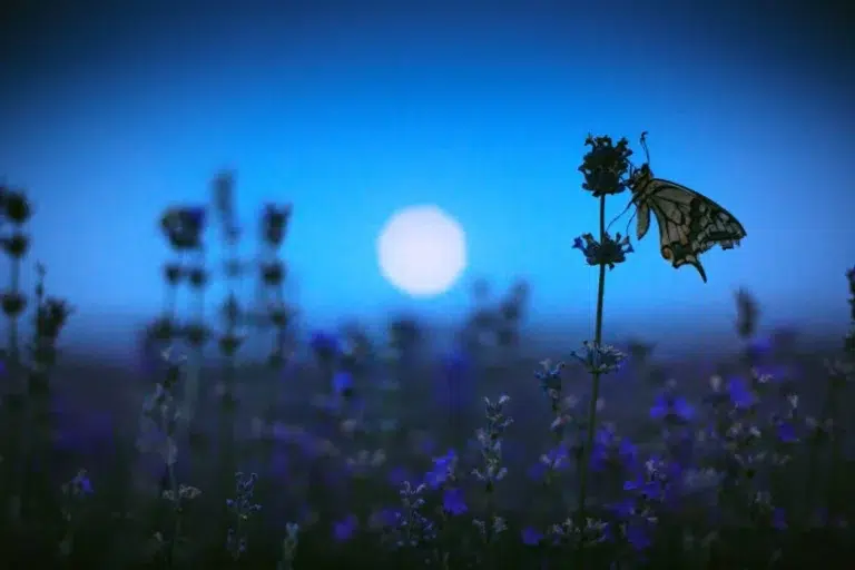 Lunar Gardening